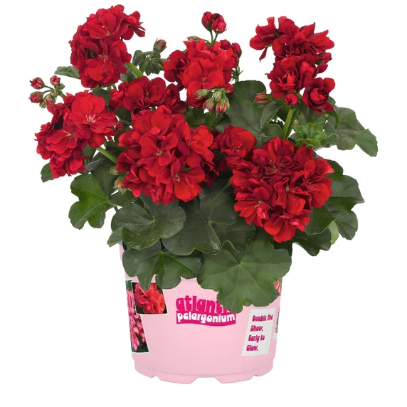 Pelargonium 'Atlantic Dark Red' - image 4
