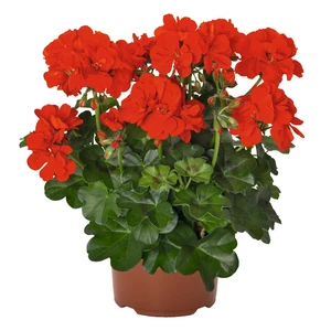 Pelargonium 'Atlantic Fire'