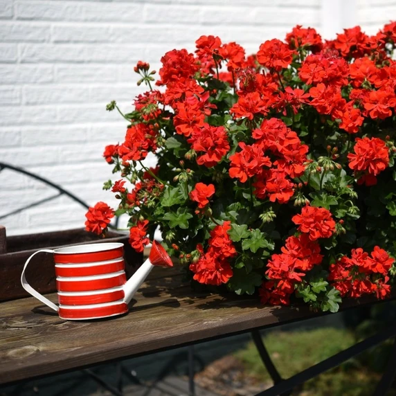 Pelargonium 'Atlantic Fire - image 2