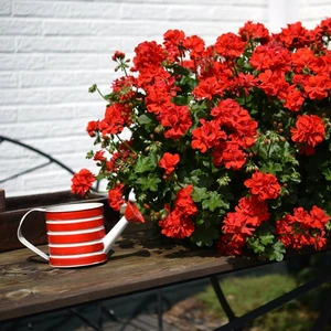 Pelargonium 'Atlantic Fire - image 2