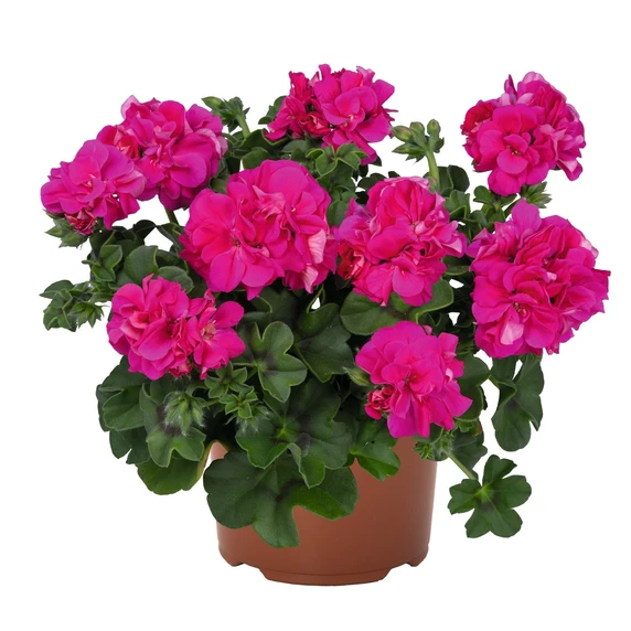 Pelargonium 'Atlantic Fuchsia'