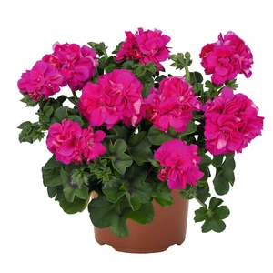Pelargonium 'Atlantic Fuchsia'