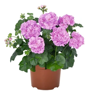 Pelargonium 'Atlantic Lavender'