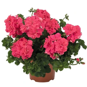 Pelargonium 'Atlantic Melon'