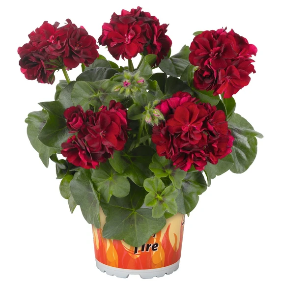 Pelargonium 'Atlantic Merlot' - image 1