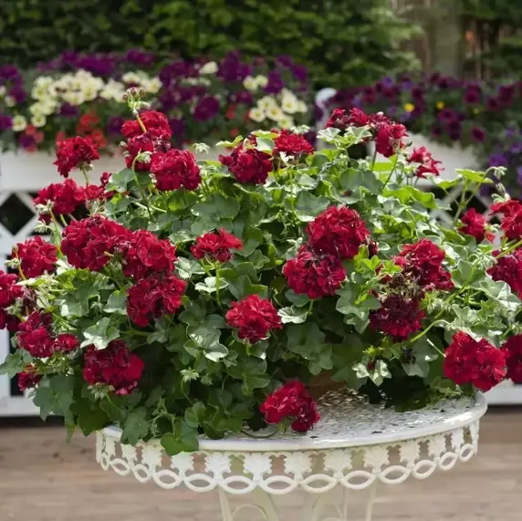 Pelargonium 'Atlantic Merlot' - image 2