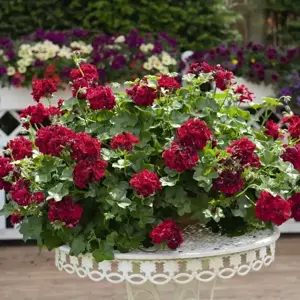 Pelargonium 'Atlantic Merlot' - image 2