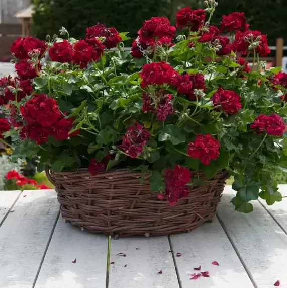 Pelargonium 'Atlantic Merlot' - image 3