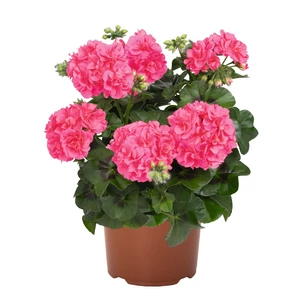 Pelargonium 'Atlantic Pink' - image 1