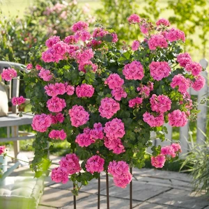 Pelargonium 'Atlantic Pink' - image 2