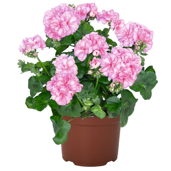 Pelargonium 'Atlantic Pink Bicolour'