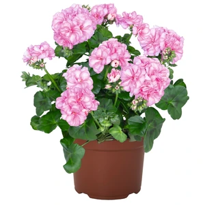 Pelargonium 'Atlantic Pink Bicolour'