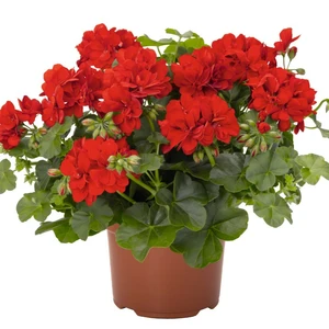 Pelargonium 'Atlantic Red' - image 1
