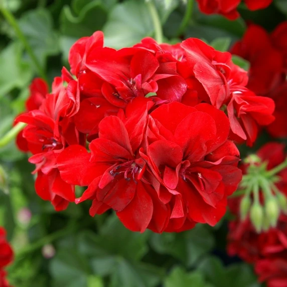 Pelargonium 'Atlantic Red' - image 2