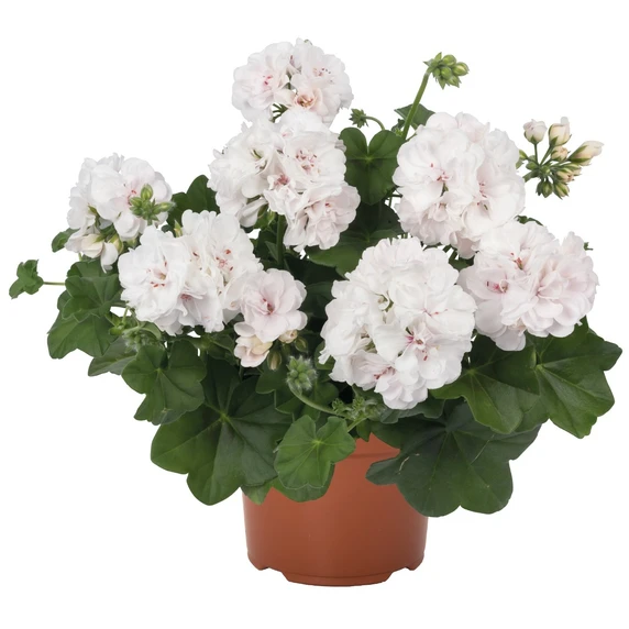 Pelargonium 'Atlantic White' - image 1