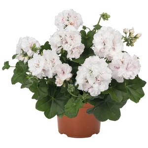 Pelargonium 'Atlantic White'