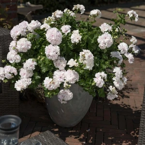 Pelargonium 'Atlantic White' - image 2