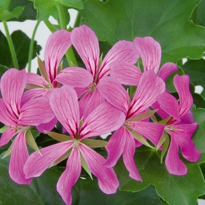 Picture - Selecta One