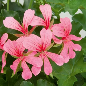 Picture - Selecta One