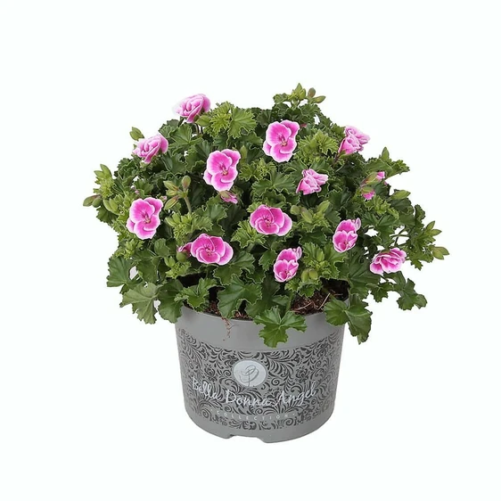 Pelargonium Bella Donna Angel® 'Fay'