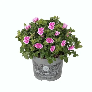 Pelargonium Bella Donna Angel® 'Fay'