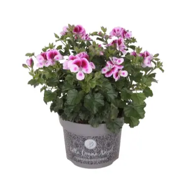 Pelargonium Bella Donna Angel® 'Feline'