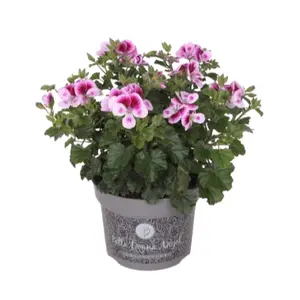Pelargonium Bella Donna Angel® 'Feline'