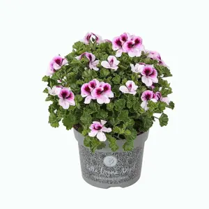 Pelargonium Bella Donna Angel® 'Indy'