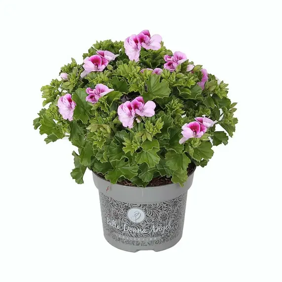 Pelargonium Bella Donna Angel® 'Lexi'