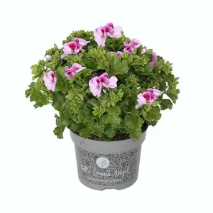 Pelargonium Bella Donna Angel® 'Lexi'