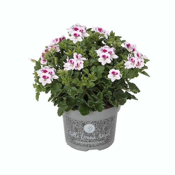 Pelargonium Bella Donna Angel® 'Lisa'