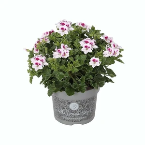 Pelargonium Bella Donna Angel® 'Lisa'