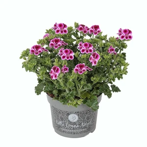 Pelargonium Bella Donna Angel® 'Nina'