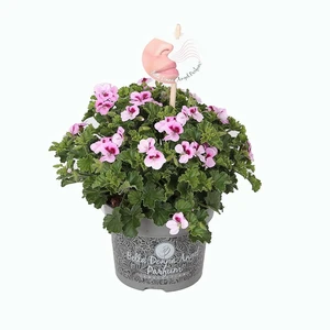 Pelargonium Bella Donna Angel Parfum® 'Daisy'