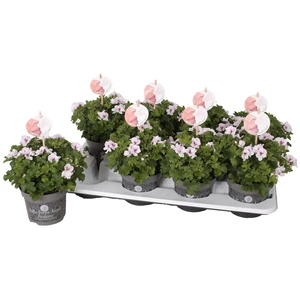 Pelargonium Bella Donna Angel Parfum® 'Fenna'