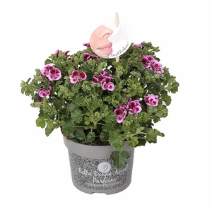 Pelargonium Bella Donna Angel Parfum® 'Jady'