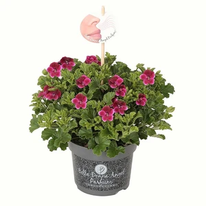 Pelargonium Bella Donna Angel Parfum® 'Jet'