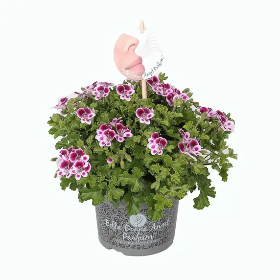 Pelargonium Bella Donna Angel Parfum® 'Nova'