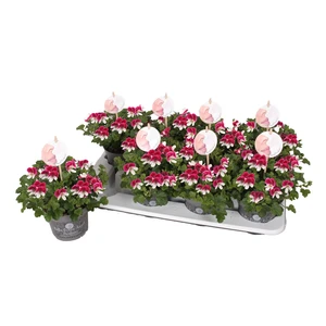Pelargonium Bella Donna Angel Parfum® 'Senna'