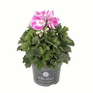 Pelargonium Bella Donna® 'Don Amalia'
