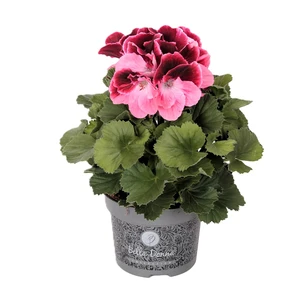 Pelargonium Bella Donna® 'Don Camaro'