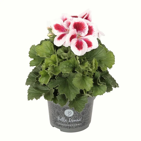Pelargonium Bella Donna® 'Don Delgado'