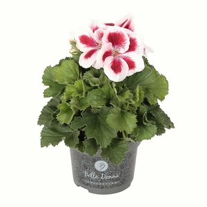 Pelargonium Bella Donna® 'Don Delgado'