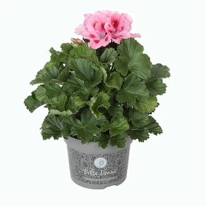 Pelargonium Bella Donna® 'Don Flamingo'