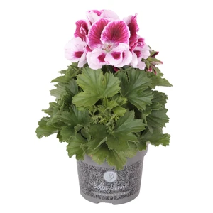 Pelargonium Bella Donna® 'Don Rodrigo'