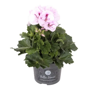 Pelargonium Bella Donna® 'Don Tequila'
