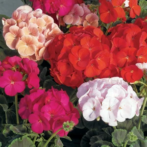 Picture - Syngenta Flowers