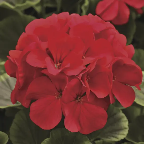 Picture - Syngenta Flowers