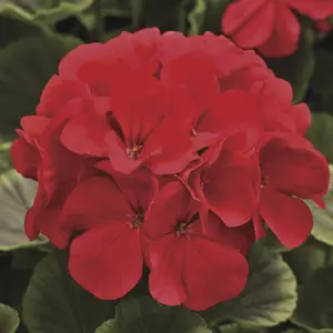 Picture - Syngenta Flowers