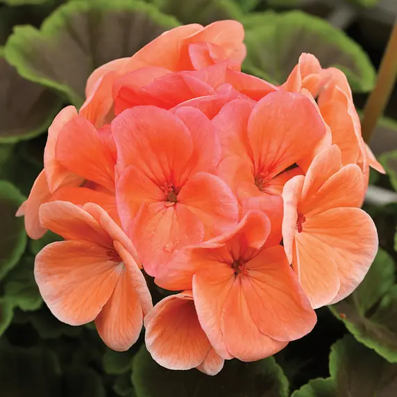 Picture - Syngenta Flowers
